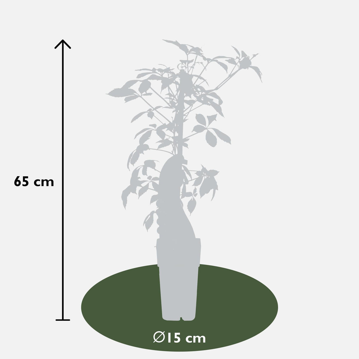 Jungfernrebe – Parthenocissus henryana – Ø15cm – ↕65cm – Farbintensive Kletterpflanze mit roter Herbstfärbung 