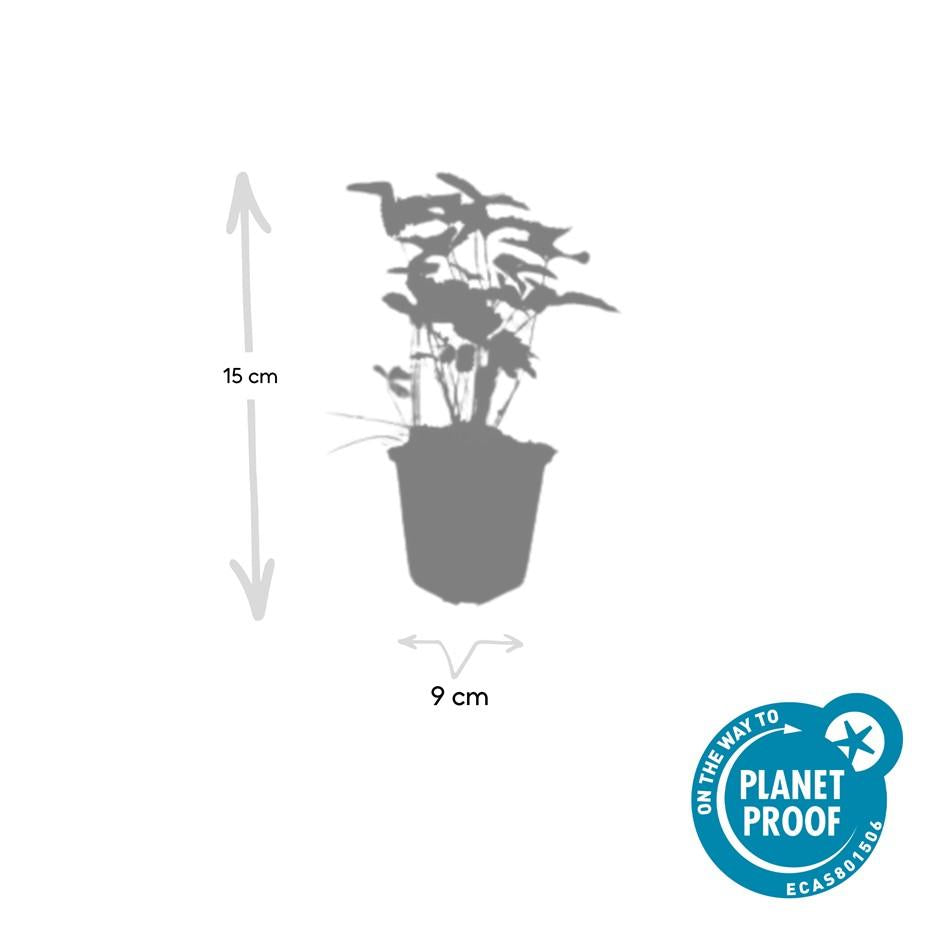 Wald-Erdbeere – Fragaria vesca – ↑10-25cm – Ø9cm – 6 Pflanzen – Bodendecker & Früchte, pflegeleicht, süße essbare Beeren 