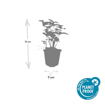 Wald-Erdbeere – Fragaria vesca – ↑10-25cm – Ø9cm – 6 Pflanzen – Bodendecker & Früchte, pflegeleicht, süße essbare Beeren 