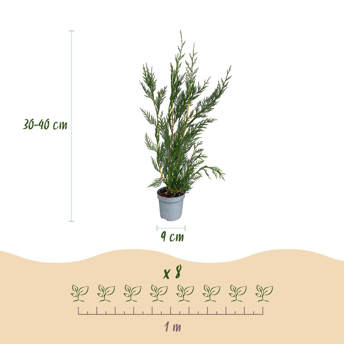 Leyland-Zypresse – Cupressocyparis leylandii – 16 Heckenpflanzen – Topf Ø9cm – Höhe 30-40cm – Ansicht 4