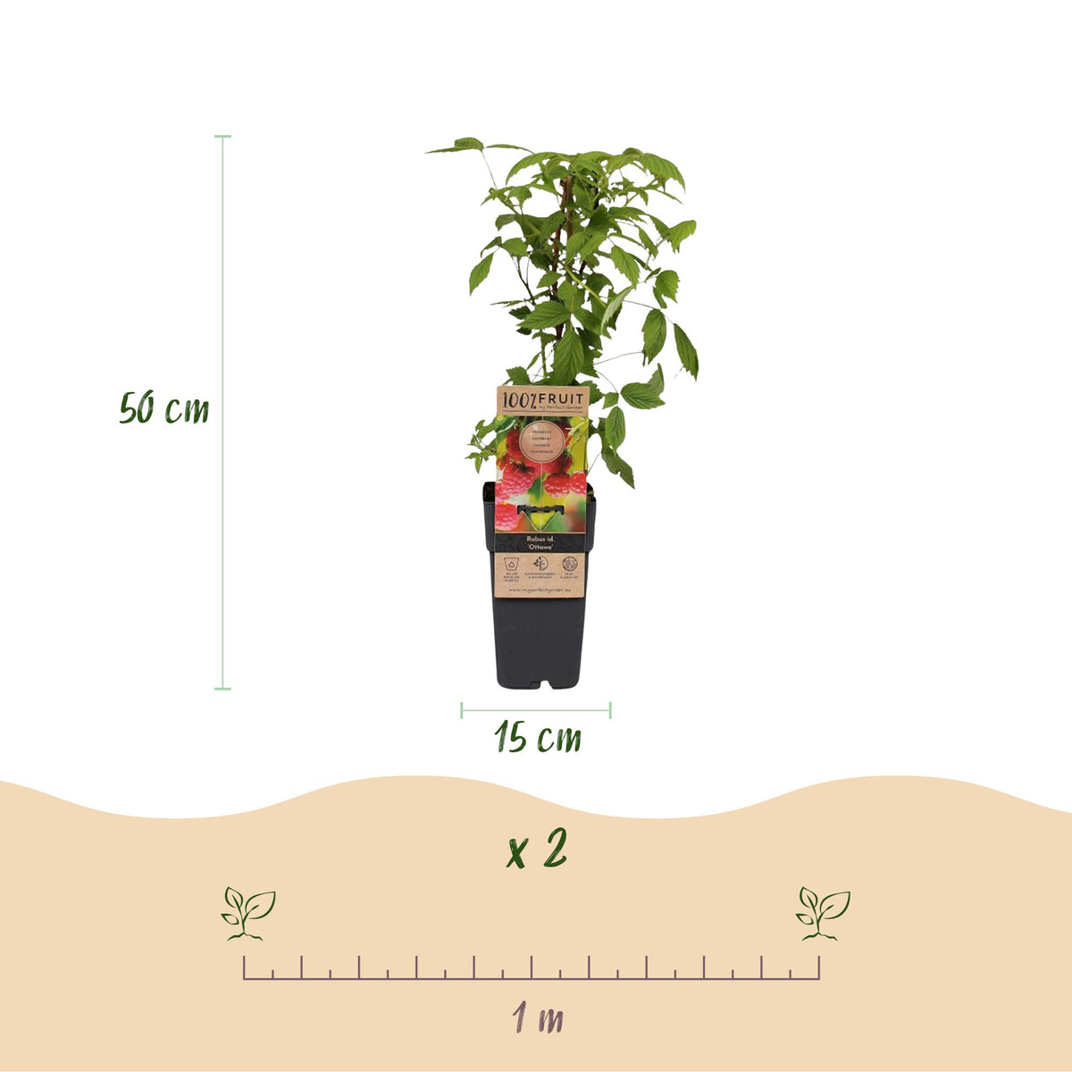 Green boutiQ - Fruit plant - Rubus idaeus Ottawa - Raspberry plant - Hardy - Red Raspberry - 2 Plants - Pot 15cm - Height 50cm 