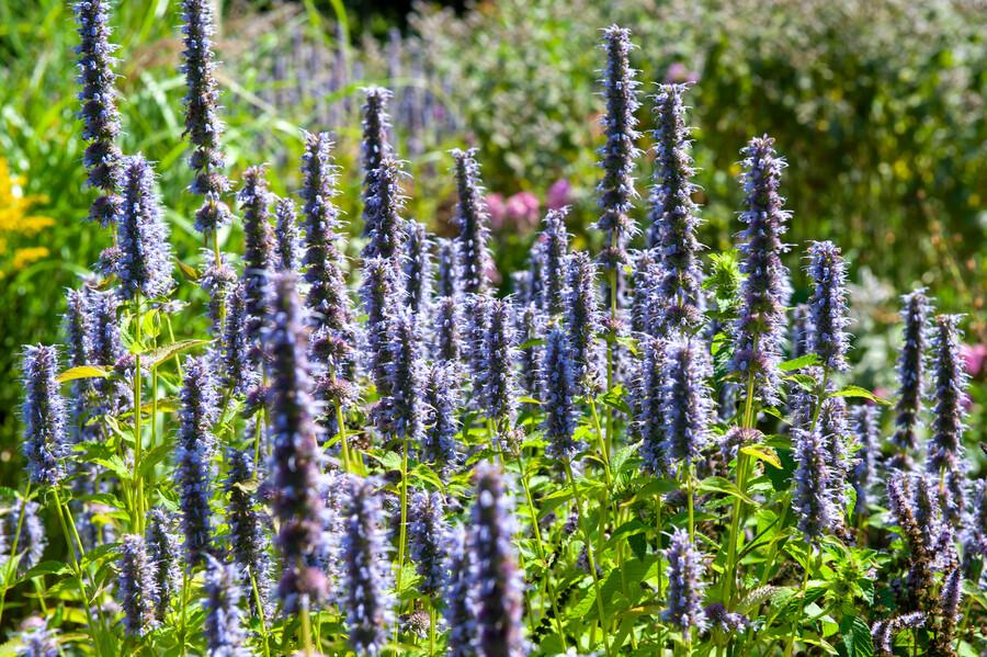 Asiatische Duftnessel Agastache 'Black Adder' – Staude mit dunkelvioletten Blüten – Ø9cm – Ansicht 12