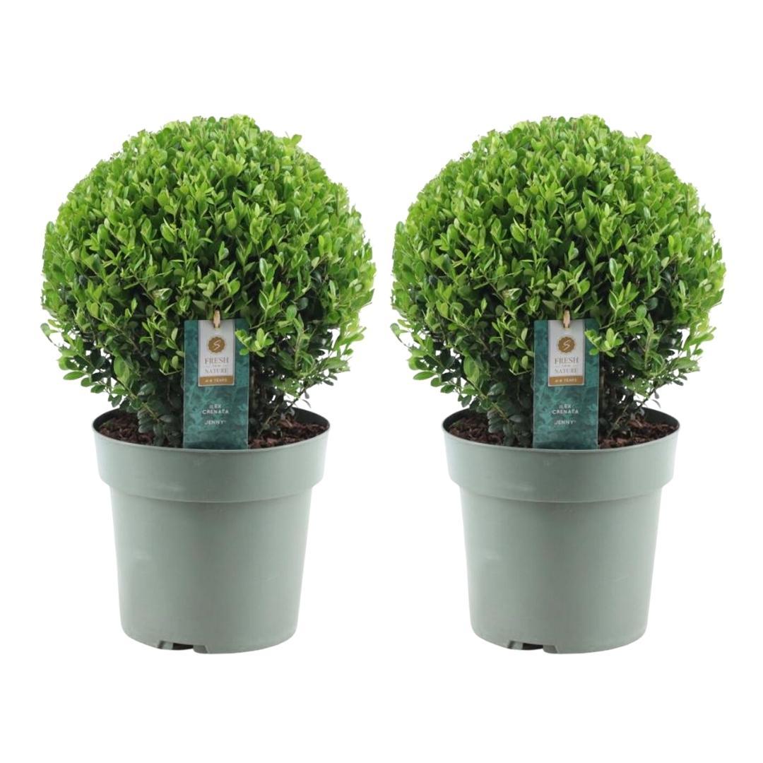 Ilex crenata 'Jenny' – Stechpalme Kugeln – Ø25cm – 2 Pflanzen – Buchsbaum-Alternative – Pflegeleichte & Winterharte Gartenpflanzen 