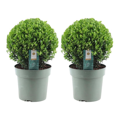 Ilex crenata 'Jenny' – Stechpalme Kugeln – Ø25cm – 2 Pflanzen – Buchsbaum-Alternative – Pflegeleichte & Winterharte Gartenpflanzen 
