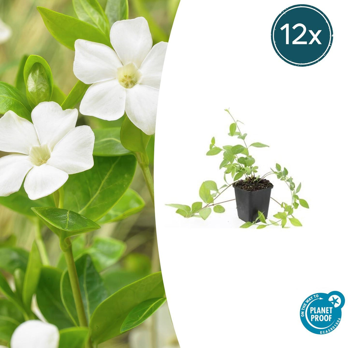 Großblättriges Immergrün Vinca major 'Alba' – 6 Pflanzen – Bodendecker – Ø9cm – ↕10-25cm – Weiße Blüten – pflegeleicht