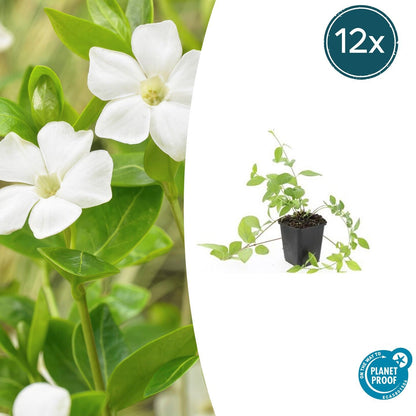 Großblättriges Immergrün Vinca major 'Alba' – 6 Pflanzen – Bodendecker – Ø9cm – ↕10-25cm – Weiße Blüten – pflegeleicht