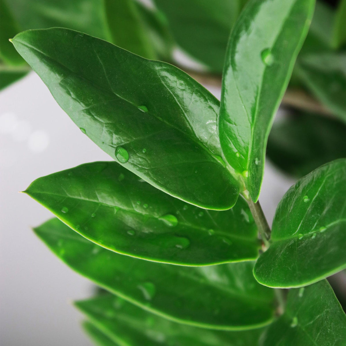 Green boutiQ - Zimmerpflanzen - Zamioculcas - ZZ-Pflanze - Wenig Pflege - mit Korb - Grün - 1 Pflanze - Topf 21cm - Höhe 80-90cm 