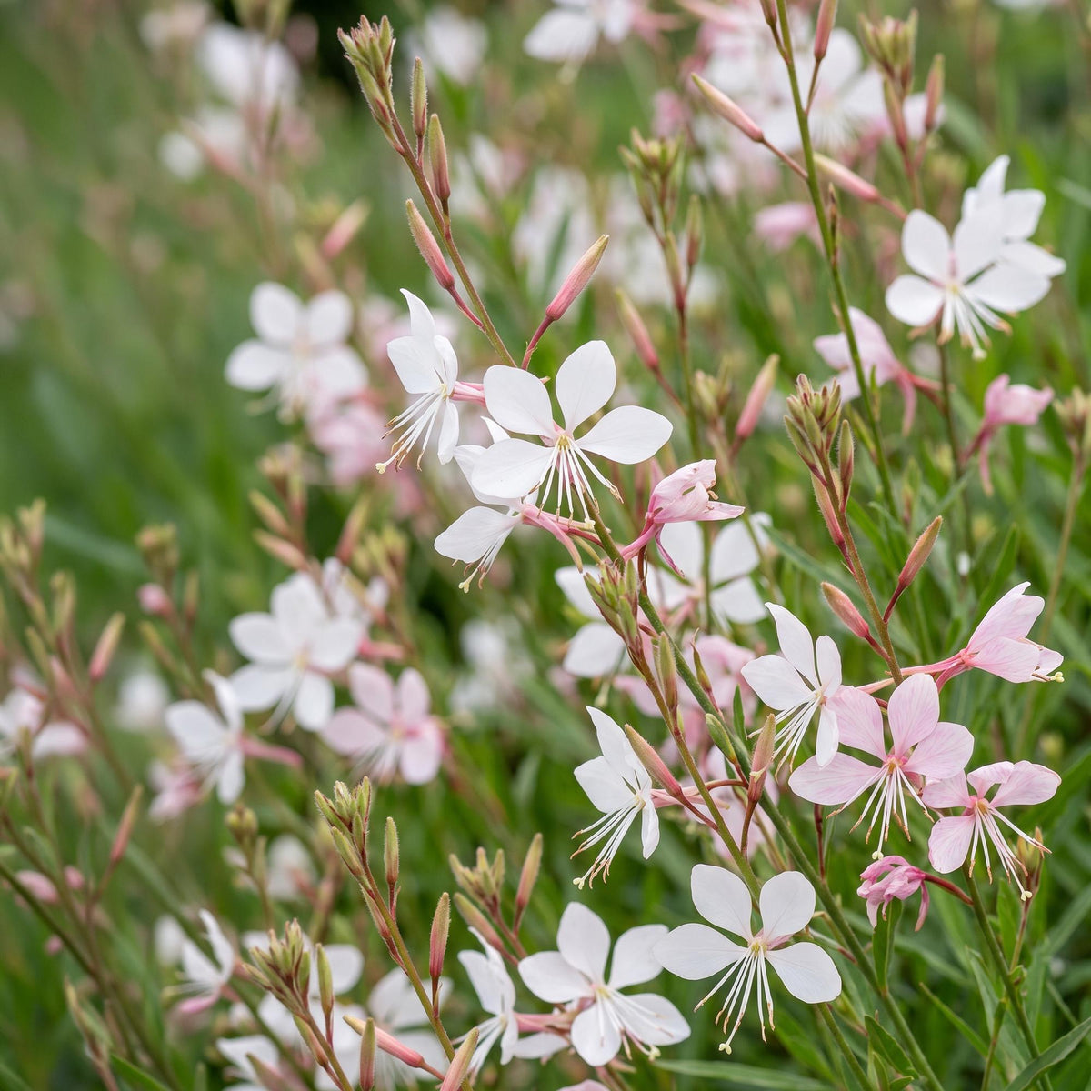 Prachtkerze 'Whirling Butterflies' – Gaura lindheimeri 'Whirling Butterflies' – 6 Pflanzen – Topf Ø11cm – Ansicht 5