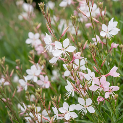 Prachtkerze 'Whirling Butterflies' – Gaura lindheimeri 'Whirling Butterflies' – 6 Pflanzen – Topf Ø11cm – Ansicht 5