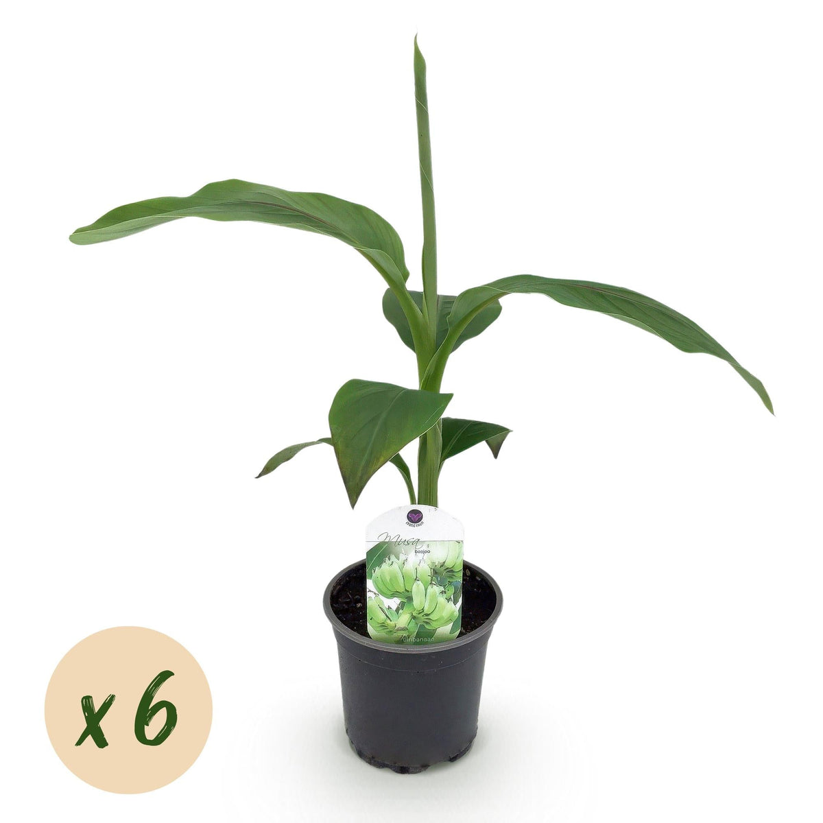 Bananenpflanze Musa Basjoo – Winterhart – Obstpflanze – Ø12cm, Höhe ca. 30cm – Ansicht 14