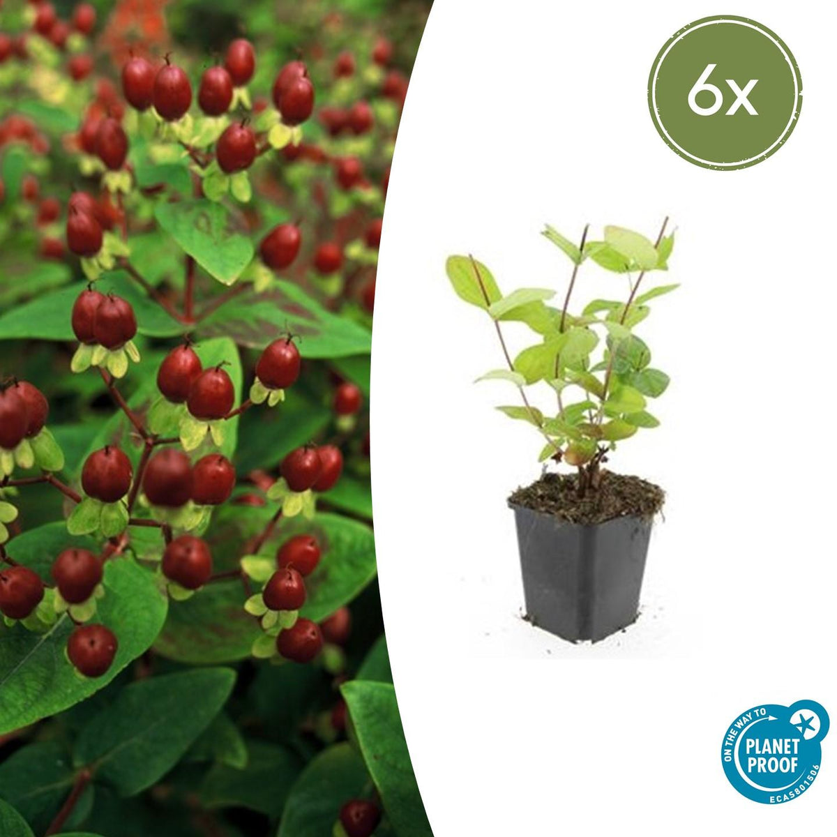 Johanniskraut Hypericum inodorum 'Beauty' – ↕10-25cm – Ø9cm – 6 Pflanzen – pflegeleichter Strauch – gelbe Blüten – bienenfreundlich 