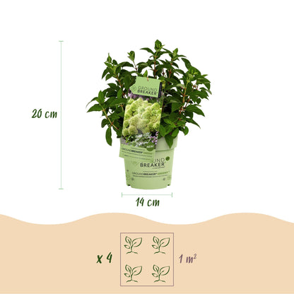 Green boutiQ - Gartenpflanze - Hydrangea panniculata Groundbreaker Greeny - Rispenhortensie - Winterhart - Creme - 1 Pflanze - Topf 14cm - Höhe 20-25cm 
