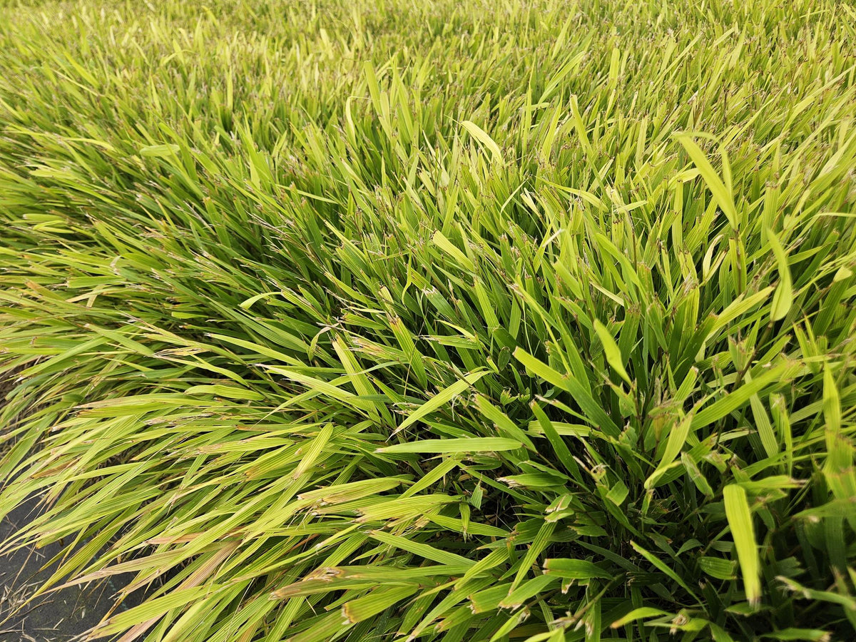 Japan-Zwergschilf Hakonechloa macra – 48 Pflanzen – ↕10-25 cm – Ø9 cm – Japanisches Waldgras – Bodendecker & Ziergras – Pflegeleicht & winterhart 