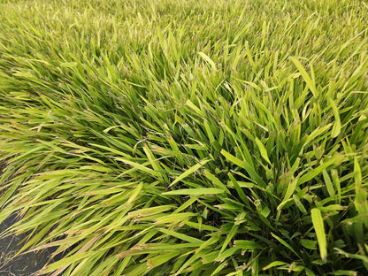 Japan-Zwergschilf Hakonechloa macra – 48 Pflanzen – ↕10-25 cm – Ø9 cm – Japanisches Waldgras – Bodendecker & Ziergras – Pflegeleicht & winterhart 