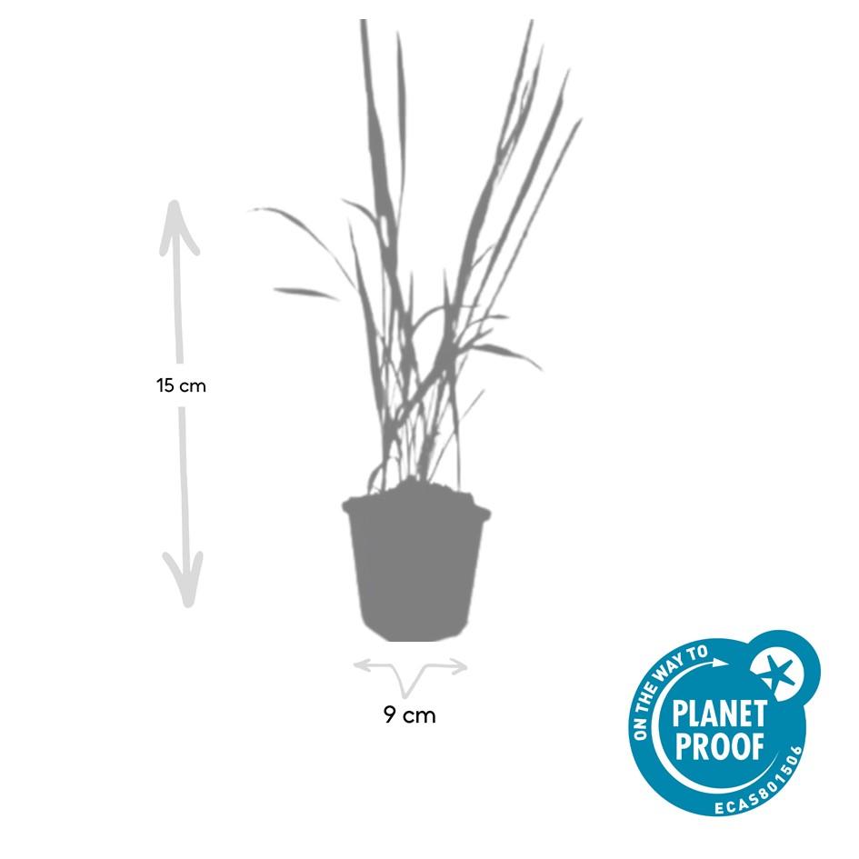 Japanisches Blutgras Imperata cylindrica 'Red Baron' – ↕10-25cm – Ø9cm – Ansicht 12