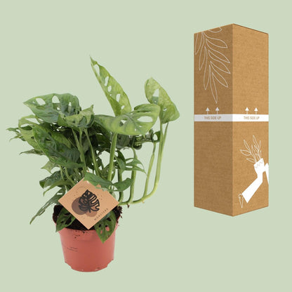Fensterblatt – Monstera Monkey Leaf – Zimmerpflanze – Ø12cm – ↕30cm – Pflegeleicht & luftreinigend – Tropische Blattschönheit mit typischen Blattlöchern 