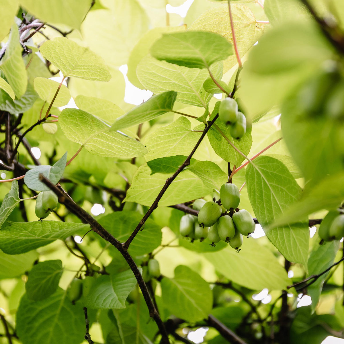 Kiwi - Actinidia arguta Issai - Obstpflanze - Grüne Frucht - 2 Pflanzen - Topf 11cm Höhe 40cm 
