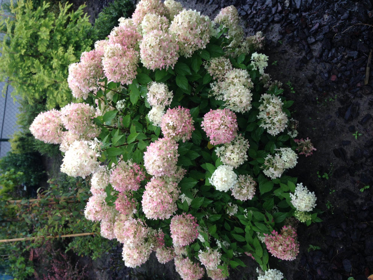 Rispenhortensie – Hydrangea panniculata Limelight – Blüte Limonengrün-Cremeweiß – Laubabwerfend – Große Blüten – 17cm – Höhe ca. 50cm 