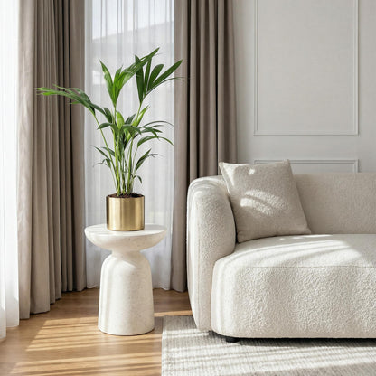 Howea Forsteriana – Kentia-Palme – 70–75cm – 17cm – Pflegeleichte Zimmerpalme mit eleganten Wedeln – Tropische, luftreinigende Grünpflanze für moderne Innenräume 