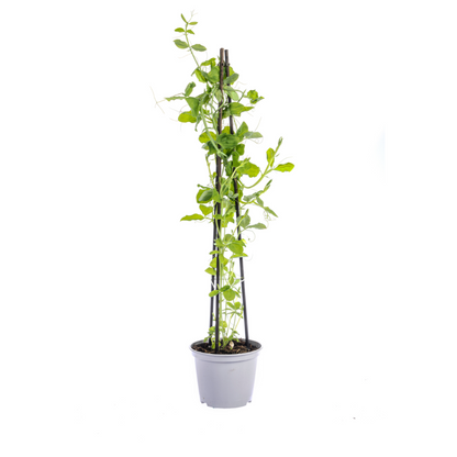 Duftende Platterbse - Lathyrus odoratus - Ø13 cm - ↕60 cm - 4 Pflanzen 