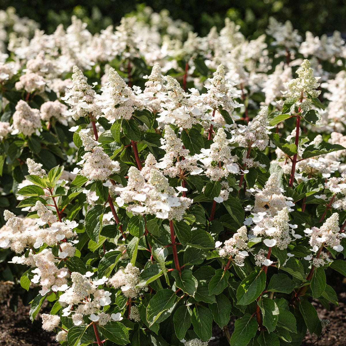 Rispenhortensie Hydrangea paniculata Living Infinity – winterhart – weiß bis hellrosa – 12cm Höhe 20-30cm – kompakter Wuchs, Blüte Spätsommer bis Herbst – für Beet, Hecke, Kübel, Balkon & Terrasse 
