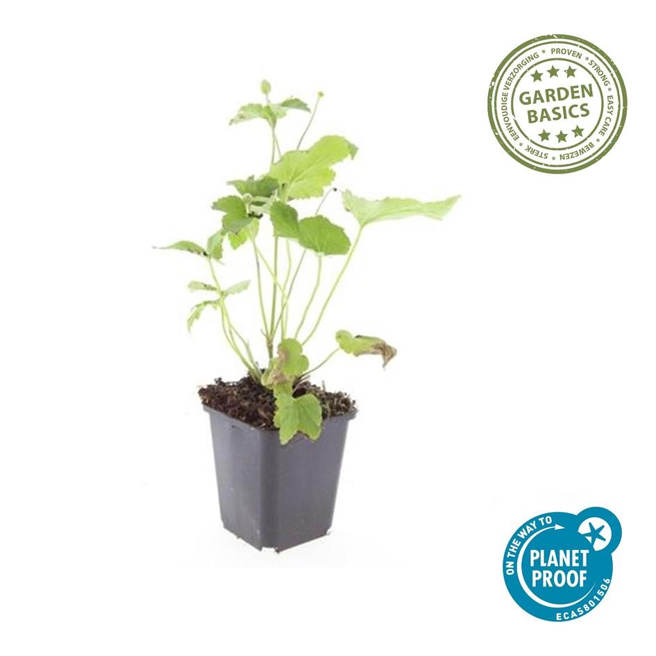 Japan – Herbst – Anemone hyb. 'Honorine Jobert' – ↕10-25cm – Ø9cm – Herbstblüher – Pflegeleicht – Ansicht 22