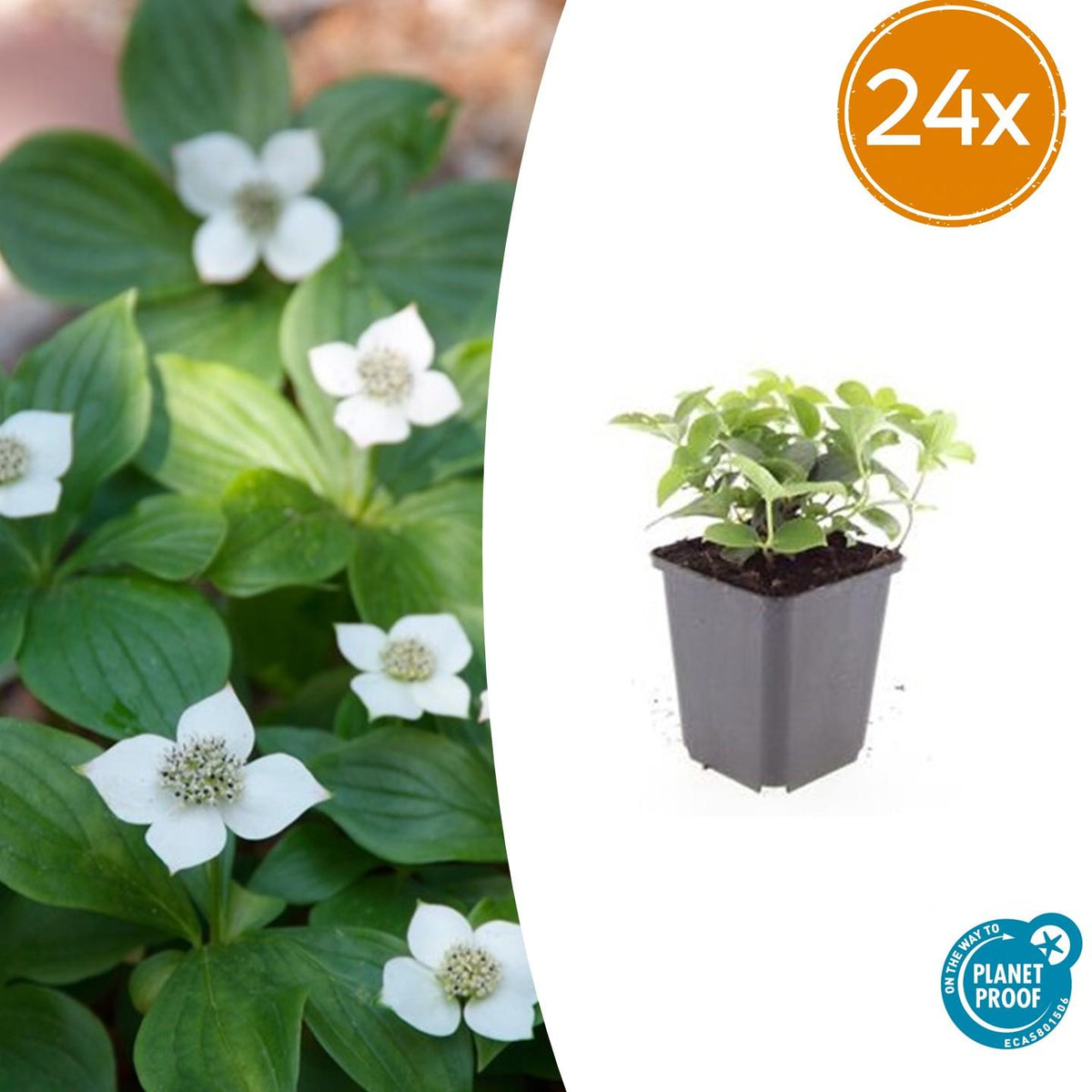 Cornus canadensis – Kanadische Teppich-Hartriegel – 24 Pflanzen – Bodendecker mit weißen Blüten – Ø9cm – ↕10–25cm – Für Schatten & Halbschatten – Winterhart 