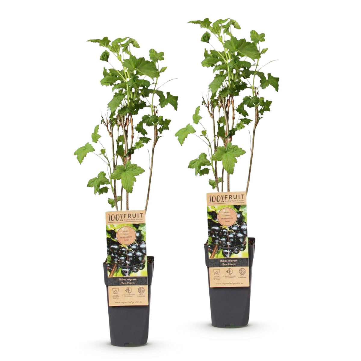 Green boutiQ - Fruit plant - Ribes nigrum Ben Nevis - Berry plant - Winter hardy - Blackcurrant - 2 Plants - Pot 15cm - Height 50cm 