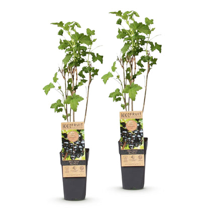 Green boutiQ - Fruit plant - Ribes nigrum Ben Nevis - Berry plant - Winter hardy - Blackcurrant - 2 Plants - Pot 15cm - Height 50cm 