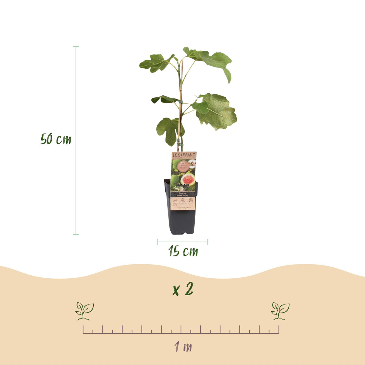 Green boutiQ - Fruit plant - Ficus carica Brown Turkey - Fig tree - Hardy - Green - Purple Fruit - 2 Plants - Pot 15cm - Height 50cm 