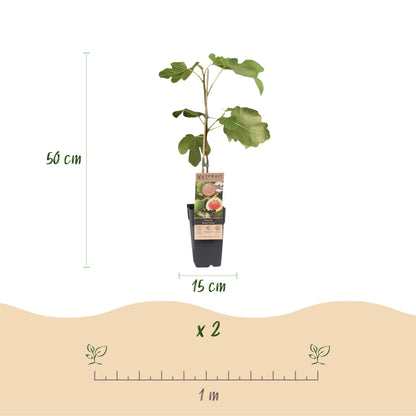 Green boutiQ - Fruit plant - Ficus carica Brown Turkey - Fig tree - Hardy - Green - Purple Fruit - 2 Plants - Pot 15cm - Height 50cm 