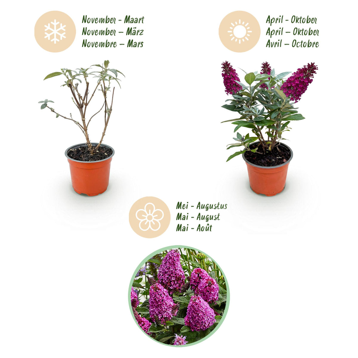 Green boutiQ - Gartenpflanze - Buddleja davidii Butterfly Candy Little Ruby - Schmetterlingsstrauch - Kompakt - Rot - 1 Pflanze - Topf 12cm - Höhe 20-25cm 