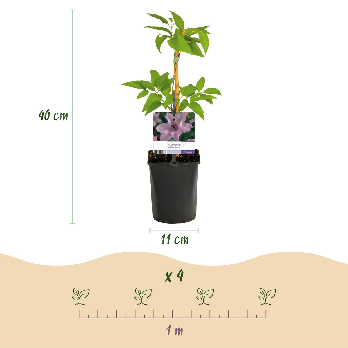 Kletterpflanze Clematis Hagley Hybrid – Rosa Blüten – Wenig Pflege – 2 Pflanzen – 11 cm Höhe 40 cm – Für Garten, Balkon & Pergolen 