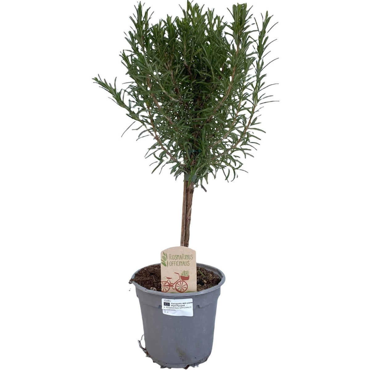 Rosmarin - Rosmarinus - Ø14cm - ↕45cm 