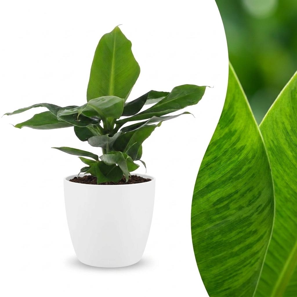 Orientalische Zwergbanane – Musa 'Oriental Dwarf' – Topf Ø12cm – Höhe 30cm – mit weißem Dekotopf