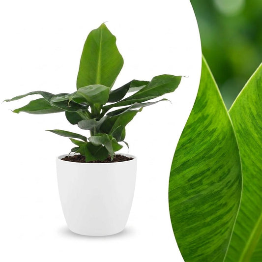 Orientalische Zwergbanane – Musa 'Oriental Dwarf' – Topf Ø12cm – Höhe 30cm – mit weißem Dekotopf