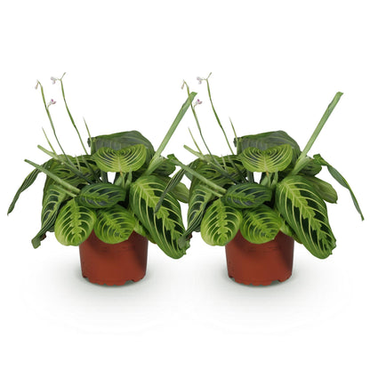 Green boutiQ - Zimmerpflanze - Maranta Fascinator Lemon Lime - Gebetspflanze - Haustierfreundlich - Grün - 2 Pflanzen - Topf 12cm - Höhe 30-35cm 