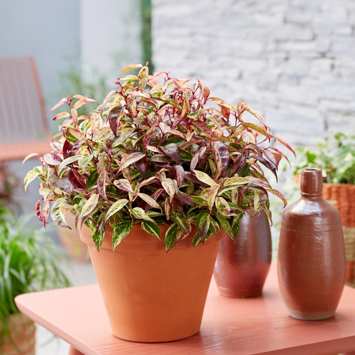 GreenboutiQ - Gartenpflanze - Leucothoe Makijaz - Braun - 1 Pflanze - Immergrün - Wenig Pflege - Topf 17cm Höhe 45cm 