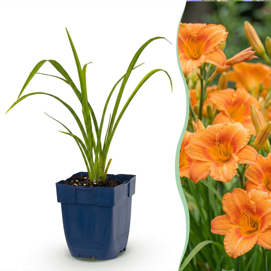 Taglilie 'Mauna Loa' – Hemerocallis 'Mauna Loa' – Topf Ø11cm – Bienenfreundliche Staude für Garten & Balkon