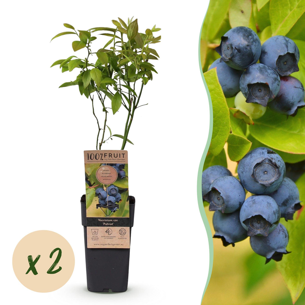 Green boutiQ - Fruit Plant - Vaccinium corymbosum Patriot - Blueberry - Hardy - Blue Berry - 2 Plants - Pot 15cm - Height 50cm 