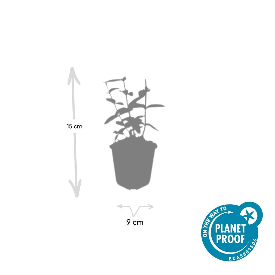 Hypericum inodorum 'Annebel' – 24 Pflanzen – ↕10-25 cm – Ø9 cm – Kompakter, winterharter Strauch mit gelben Blüten – Pflegeleichter Bodendecker & Beetpflanze 