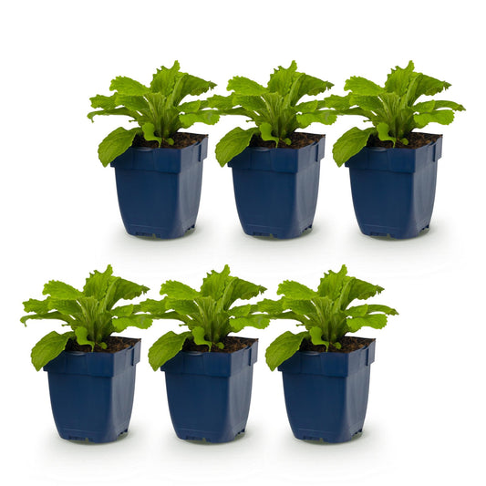 Fingerhut 'Dalmatian Purple' – Digitalis purpurea 'Dalmatian Purple' – 6 Pflanzen – Topf Ø11cm – Ansicht 2