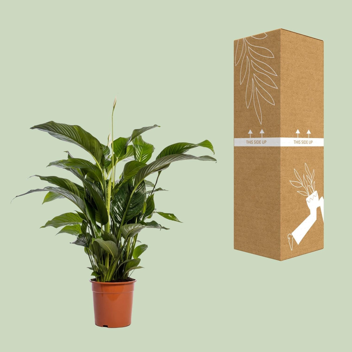 Einblatt – Spathiphyllum Bellini – Zimmerpflanze – Ø24 cm – ↕100 cm – Friedenslilie – Luftreinigend – Halbschatten – Pflegeleicht 