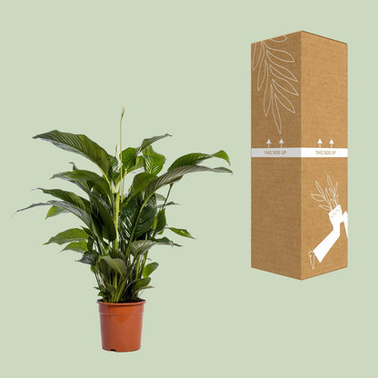 Einblatt – Spathiphyllum Bellini – Zimmerpflanze – Ø24 cm – ↕100 cm – Friedenslilie – Luftreinigend – Halbschatten – Pflegeleicht 