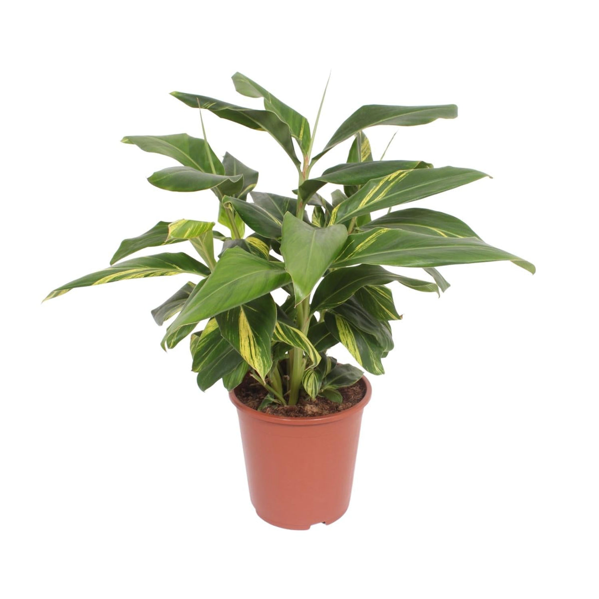 Alpinia Zerumbet Variegata - Ø27cm - ↕80cm 