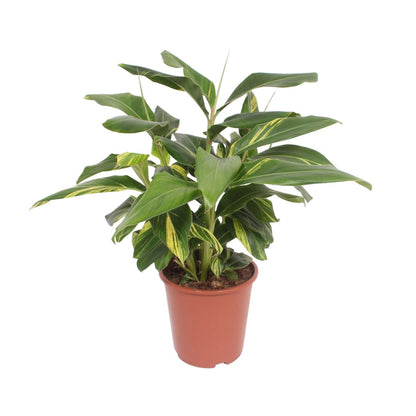 Alpinia Zerumbet Variegata - Ø27cm - ↕80cm 