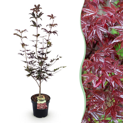 Green boutiQ - Gartenpflanze - Acer palmatum Bloodgood - Japanischer Ahorn - Laubabwerfend - Rot - 1 - Topf 26cm - Höhe 90cm 