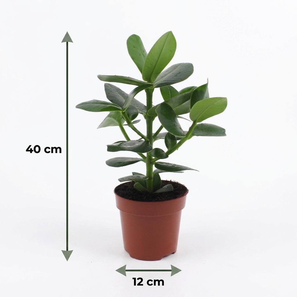 Balsamapfel 'Princess' – Clusia 'Princess' – 2 Pflanzen – Topf Ø12cm – Höhe 40cm – Dekorative Zimmerpflanze – Ansicht 5