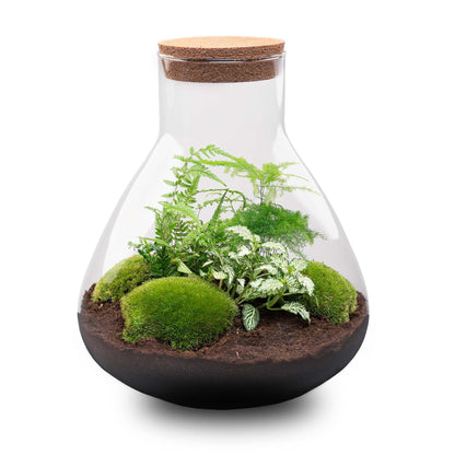 Flaschengarten Sam XL – DIY Bausatz Terrarium – ↕35cm – Do-It-Yourself Pflanzen-Set mit Korkdeckel – Autarkes Mini-Ökosystem – Inkl. Fittonia, Farn, Spargel & Moos – Für Zuhause & Büro 