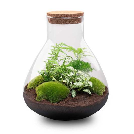 Flaschengarten Sam XL – DIY Bausatz Terrarium – ↕35cm – Do-It-Yourself Pflanzen-Set mit Korkdeckel – Autarkes Mini-Ökosystem – Inkl. Fittonia, Farn, Spargel & Moos – Für Zuhause & Büro 